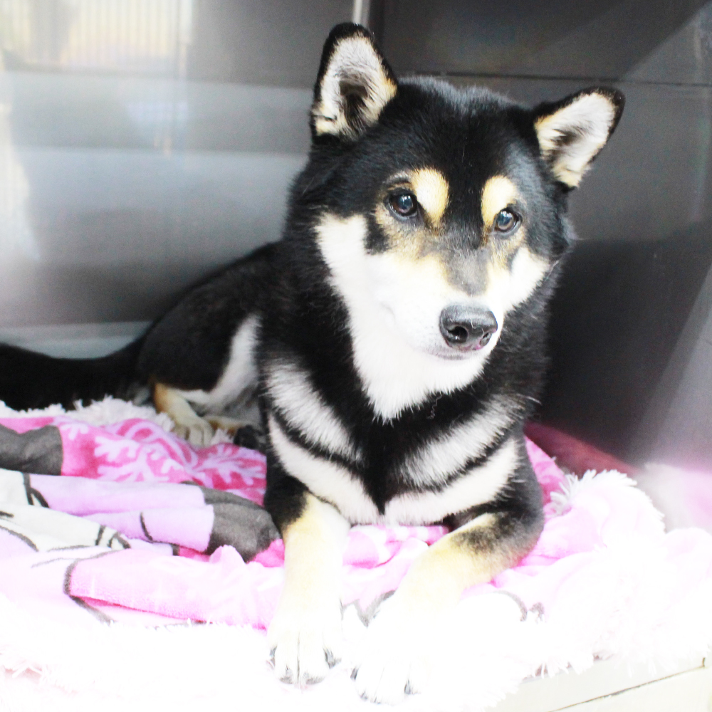 ２年生はお客様犬のトリミング！